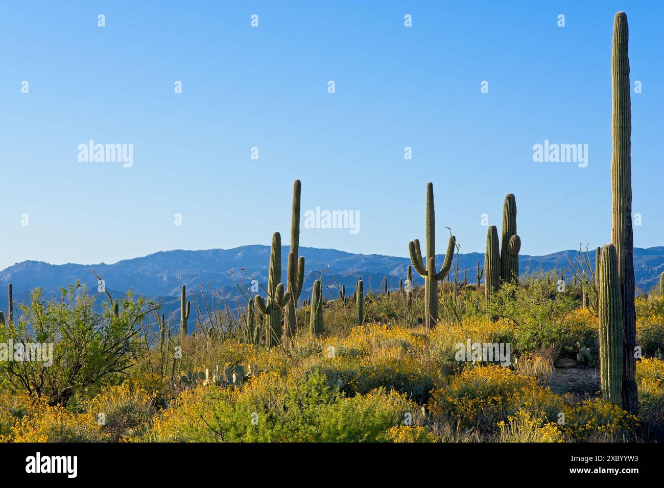 Forêt de Saguaro dans le soleil de fin d'après-midi avec les montagnes accidentées de Santa Catalina à l'horizon Banque D'Images