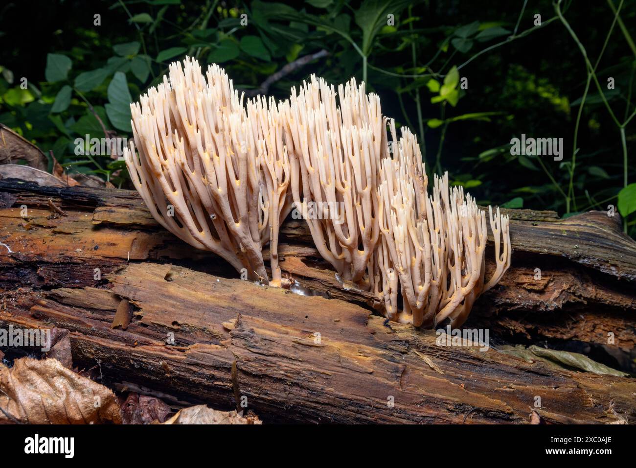 Champignon corallien debout (Ramaria stricta) - forêt nationale de Pisgah, près de Brevard, Caroline du Nord, États-Unis Banque D'Images