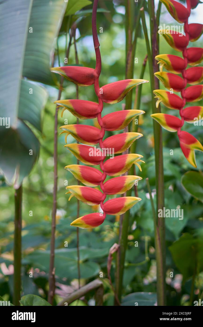 fleurs d'heliconia dans le jardin, griffe de homard suspendue, faux oiseau de paradis ou plantain sauvage, plante exotique tropicale vibrante fleur durable Banque D'Images