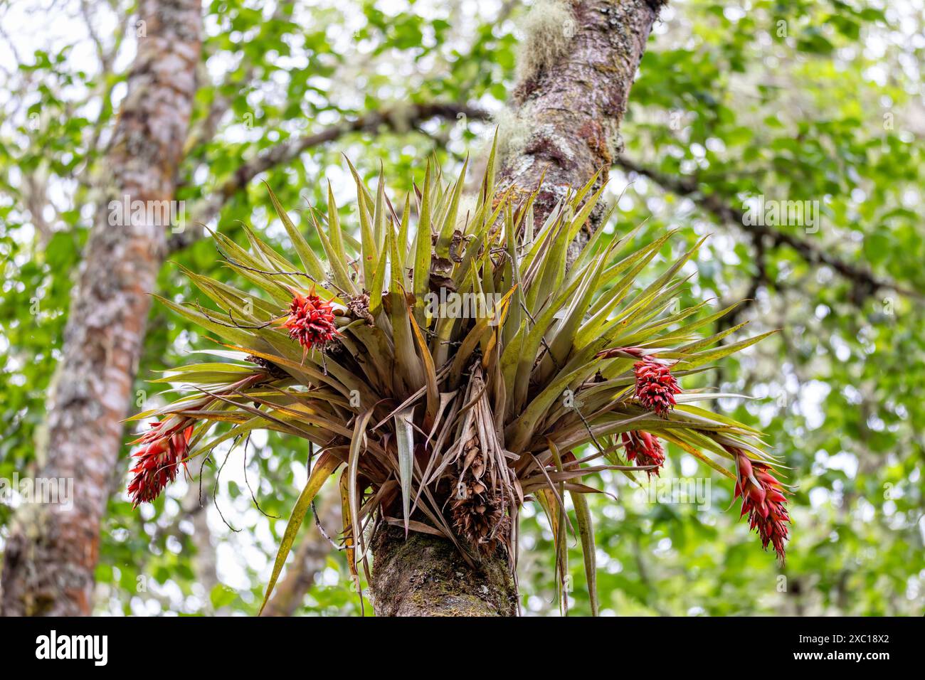 Tillandsia fendleri, espèce de plante à fleurs du genre Tillandsia. Département de Cundinamarca, Colombie Banque D'Images