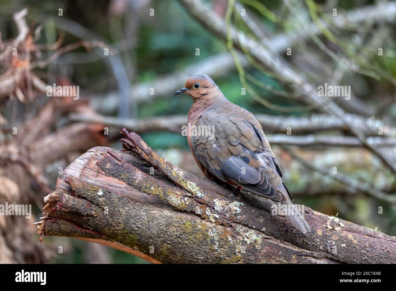 Colombe à oreilles (Zenaida auriculata), oiseau de colombe du Nouveau monde. Guatavita, département de Cundinamarca. Faune et observation des oiseaux en Colombie. Faune et Birdwatc Banque D'Images