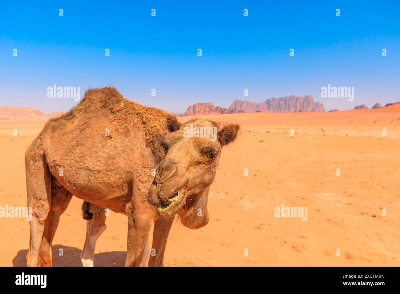 Gros plan d'un chameau calme contre un ciel bleu clair, capturant l'essence de la faune dans le désert serein de Wadi Rum en Jordanie, un milieu par excellence Banque D'Images