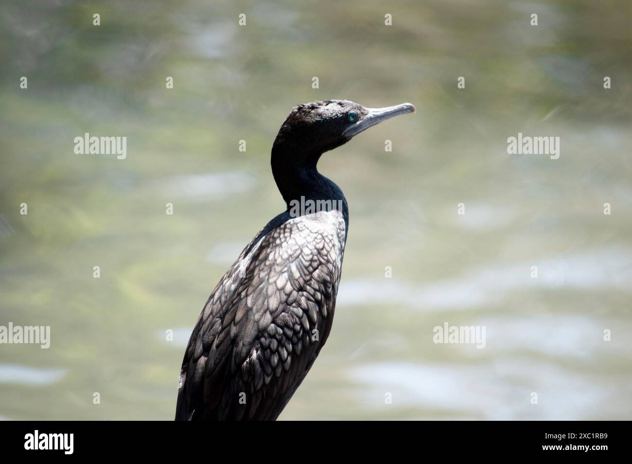 le petit cormoran noir est un oiseau de mer noir avec un œil bleu Banque D'Images