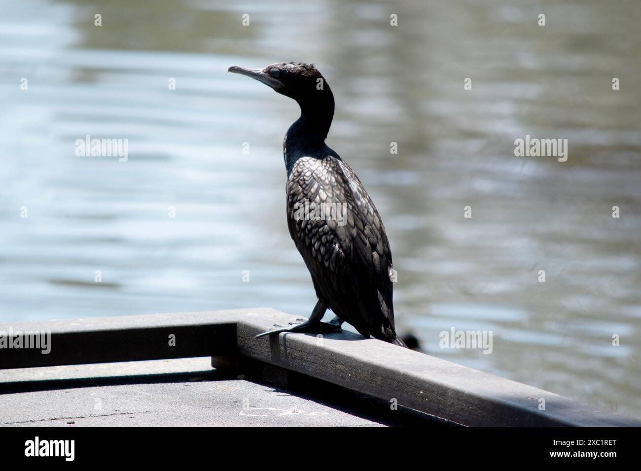 le petit cormoran noir est un oiseau de mer noir avec un œil bleu Banque D'Images