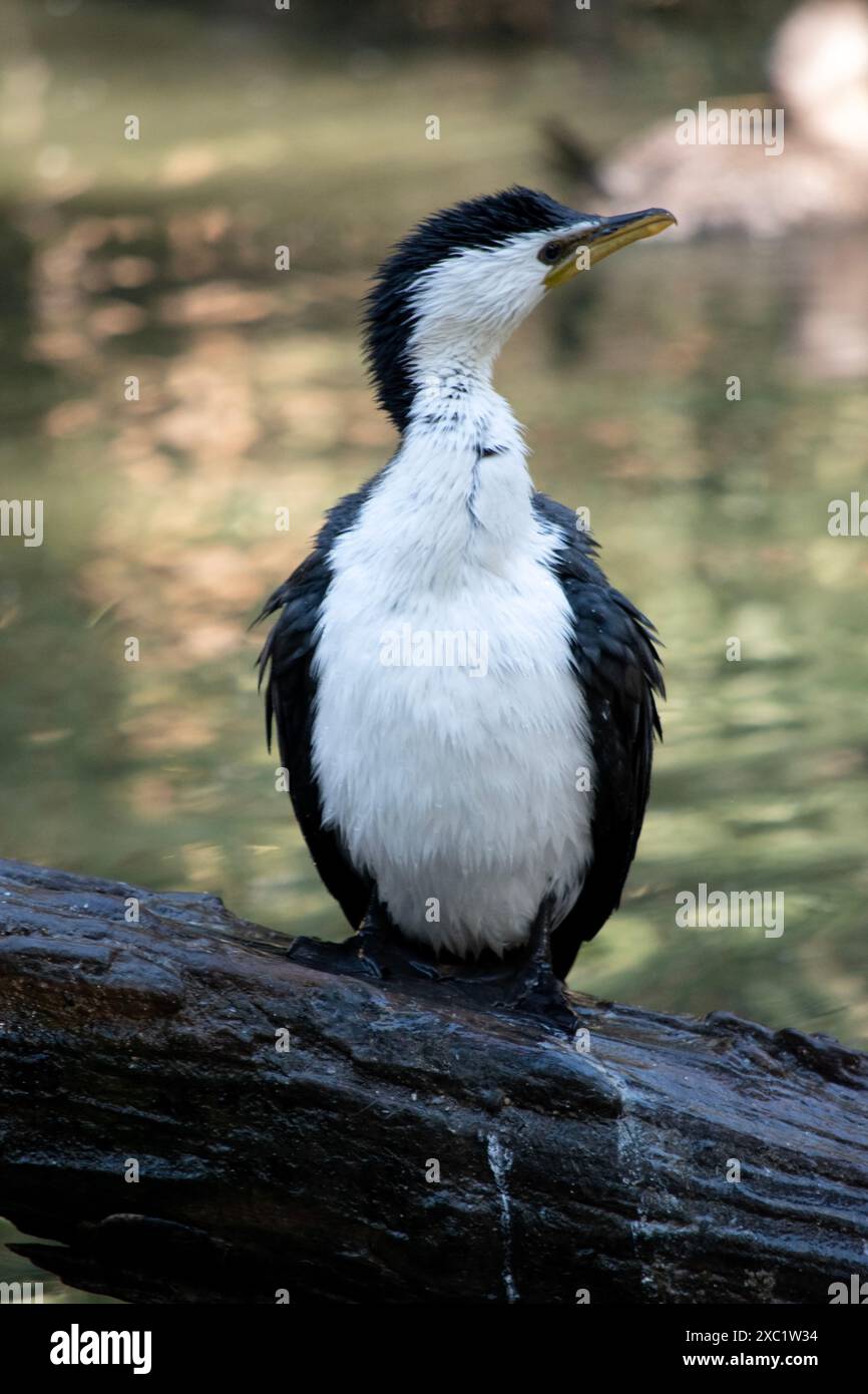 Le Cormorant à pied est un oiseau de taille moyenne avec des ailes noires et une queue noire. Il a un visage et une poitrine blancs. Banque D'Images