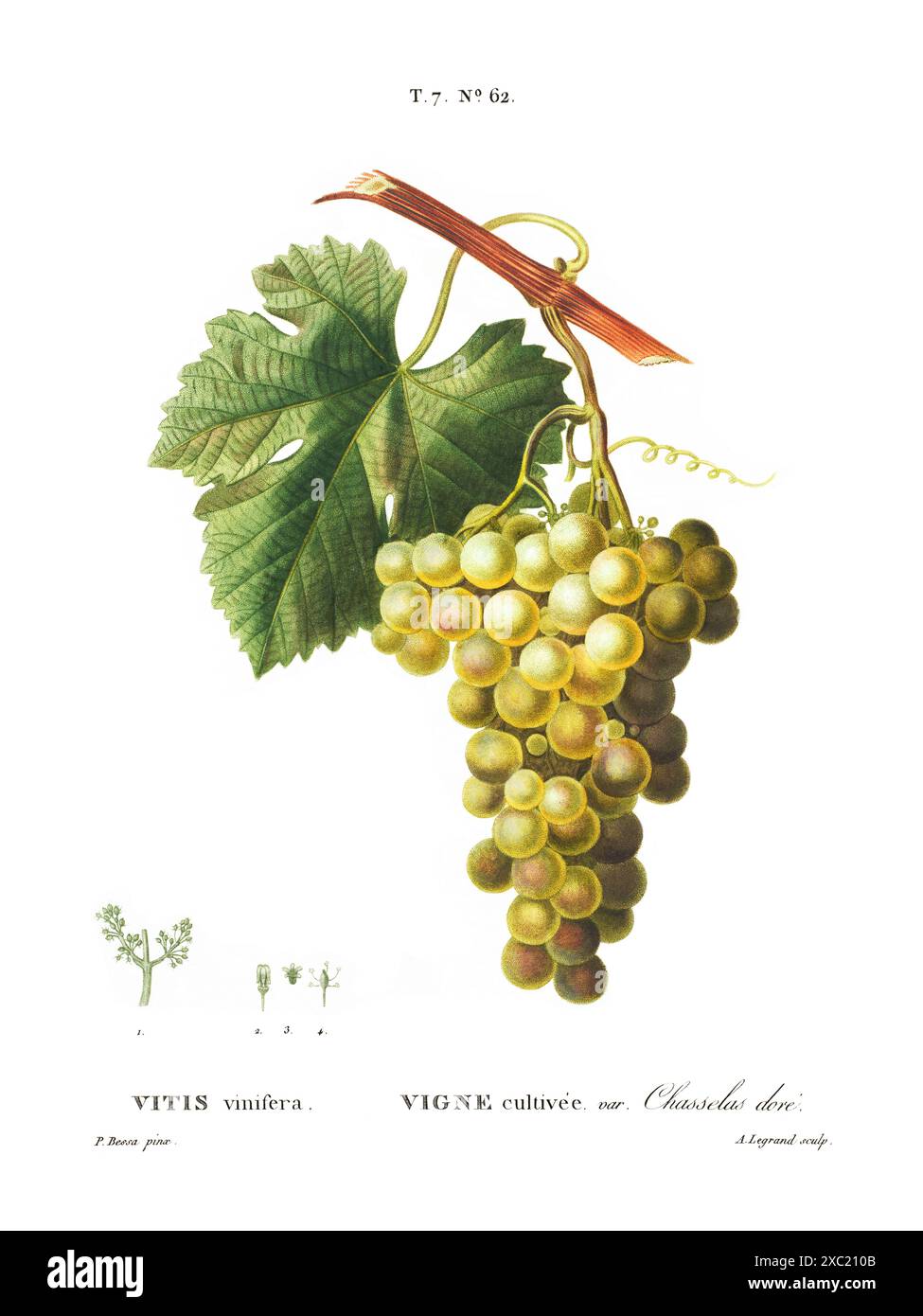 Illustration botanique vintage colorée de Vitis vinifera (vigne commune) tirée du livre français de Duhamel du Monceau et Pierre Joseph Redoute, 1801–1 Banque D'Images