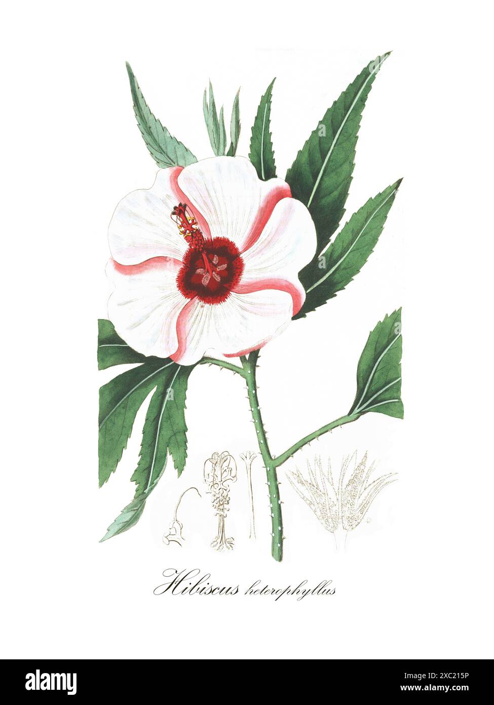 Illustration botanique vintage colorée de Hibiscus heterophyllus (rosella indigène) du registre botanique de Sydenham Edwards et James Ridgway, Banque D'Images