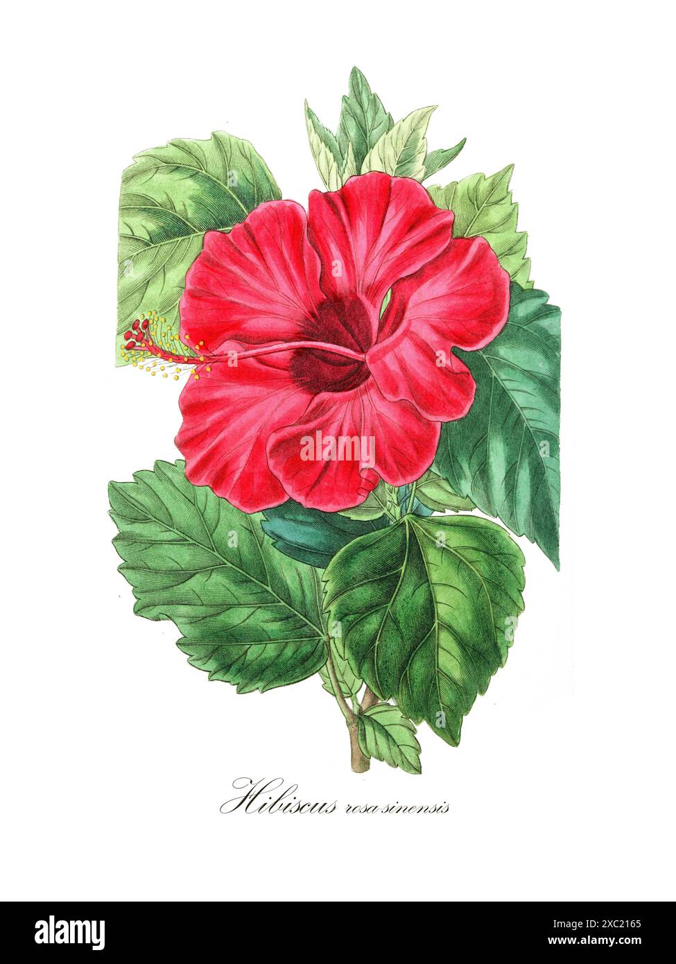 Illustration botanique vintage colorée de Hibiscus rosa-sinensis (hibiscus chinois) Banque D'Images