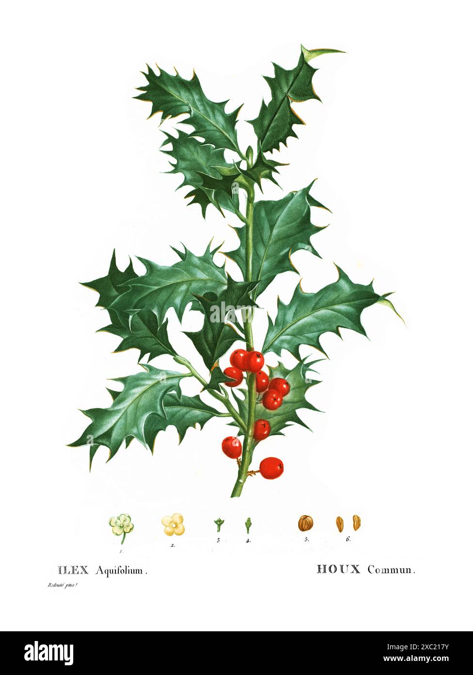 Illustration botanique vintage colorée d'Ilex aquifolium (houx commun) d'après le livre français de Duhamel du Monceau et Pierre Joseph Redoute, 1801-1819 Banque D'Images