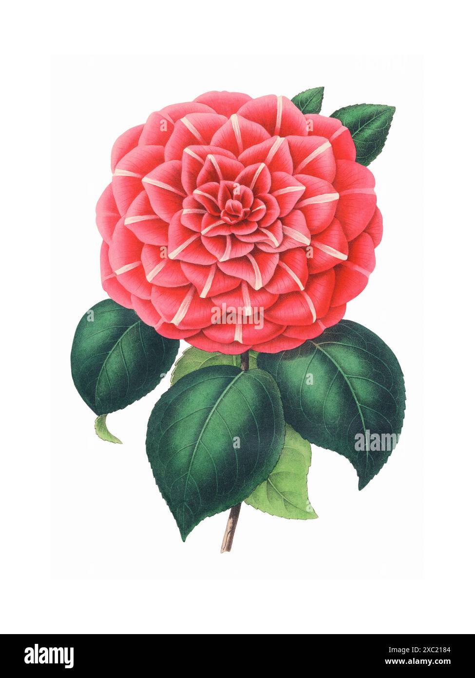 Illustration botanique vintage colorée de rouge Camellia japonica (camélia commun) Banque D'Images