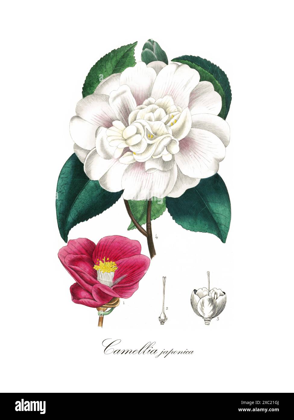Illustration botanique vintage colorée de blanc Camellia japonica (camélia commun) Banque D'Images