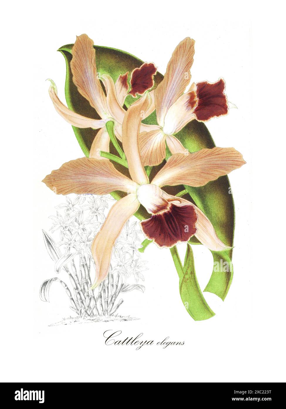 Illustration botanique vintage colorée de l'orchidée de Cattleya elegans de 'The Orchidaceae of Mexico and Guatemala' par James Bateman, 1842 Banque D'Images