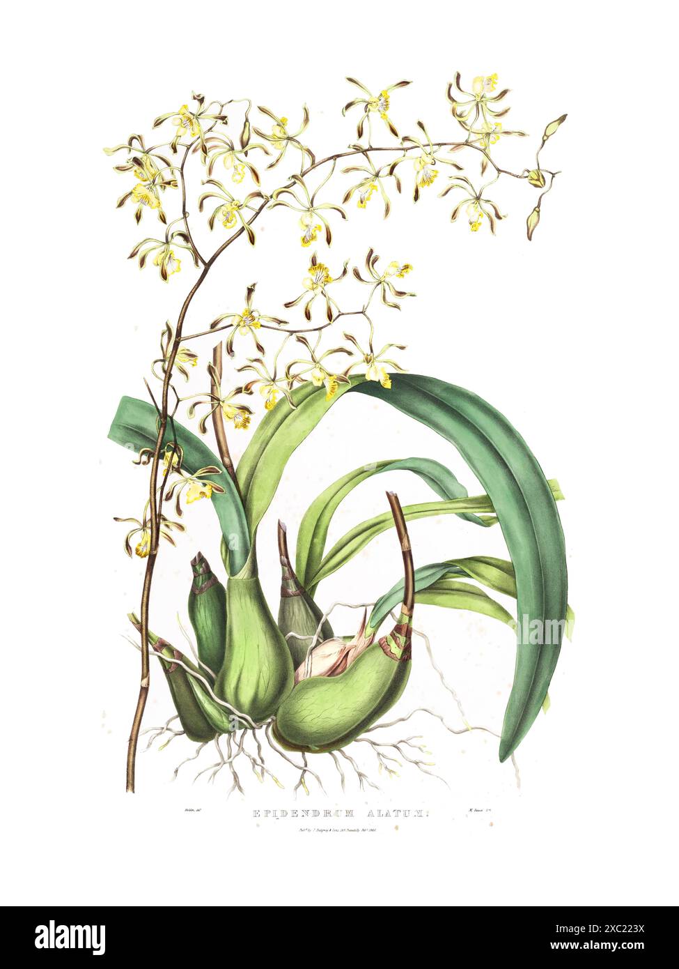 Illustration botanique vintage colorée de l'orchidée Epidendrum alatum de 'les Orchidaceae du Mexique et du Guatemala' par James Bateman, 1842 Banque D'Images
