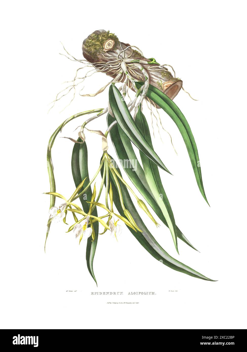 Illustration botanique vintage colorée de l'orchidée Epidendrum aloifolium de 'les Orchidaceae du Mexique et du Guatemala' par James Bateman, 1842 Banque D'Images