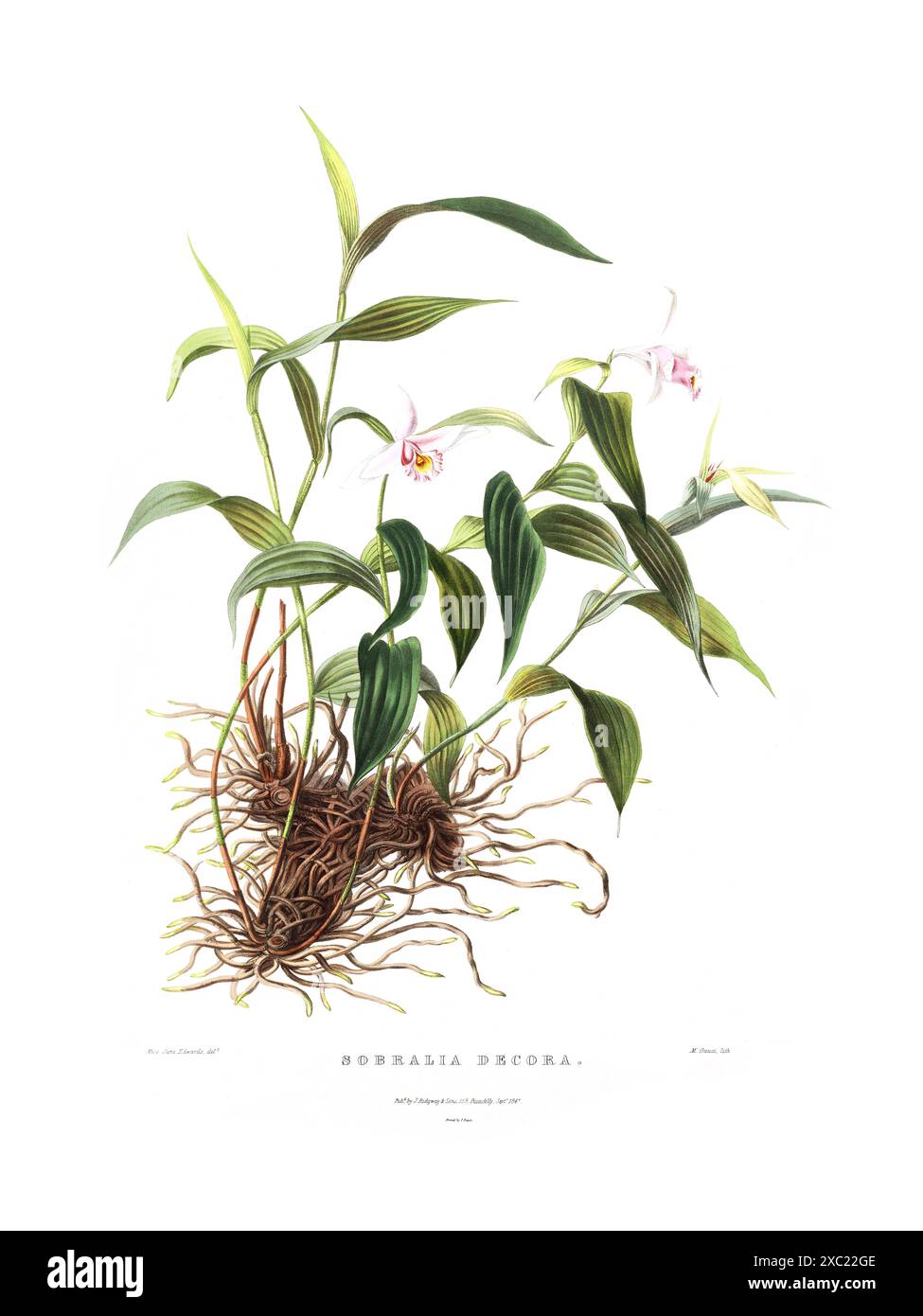 Illustration botanique vintage colorée de l'orchidée Sobralia Decora de 'les Orchidaceae du Mexique et du Guatemala' par James Bateman, 1842 Banque D'Images