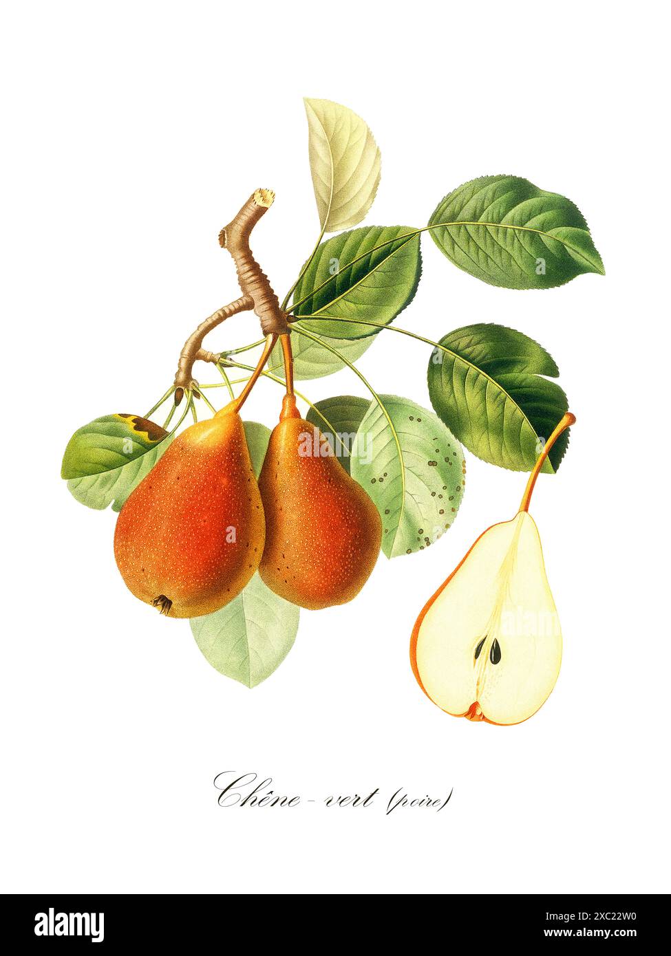 Illustration botanique vintage colorée du poire Chêne-vert du livre «pomologie française : collection des plus beaux fruits cultivés en Franc Banque D'Images