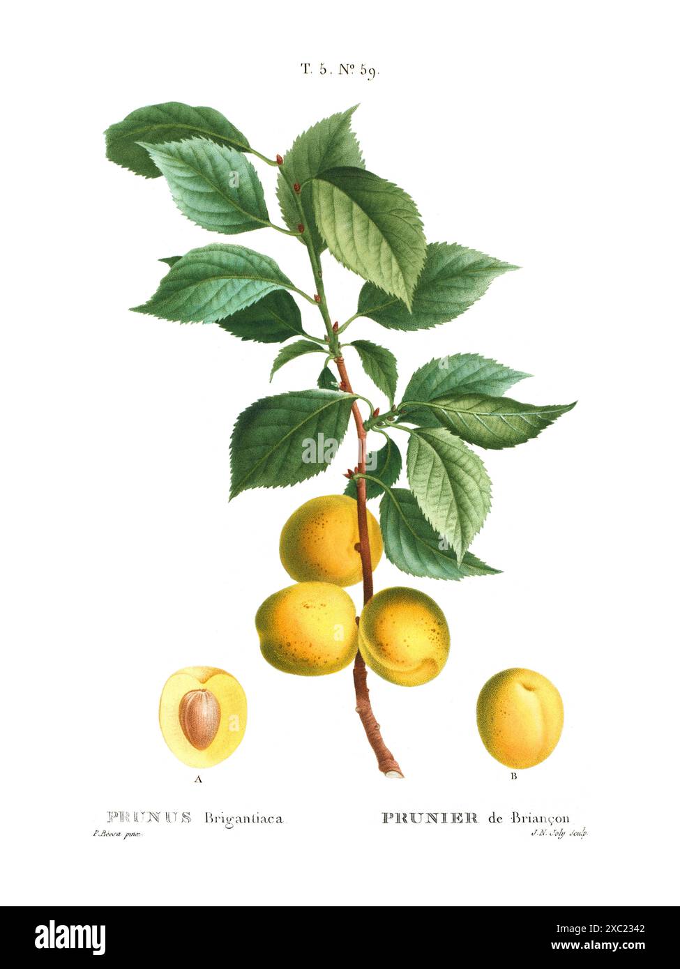 Illustration botanique vintage colorée de Prunus Brigantiaca par Pierre Joseph Redoute, 1801 Banque D'Images