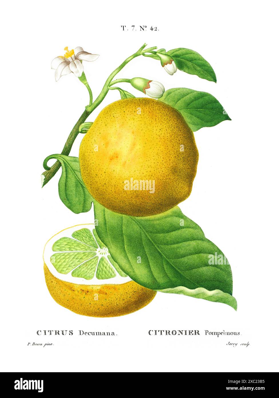 Illustration botanique vintage colorée de Citrus Decumana (pamplemousse) branche d'arbre avec des fruits et des feuilles du livre français de Duhamel du Monceau et Banque D'Images