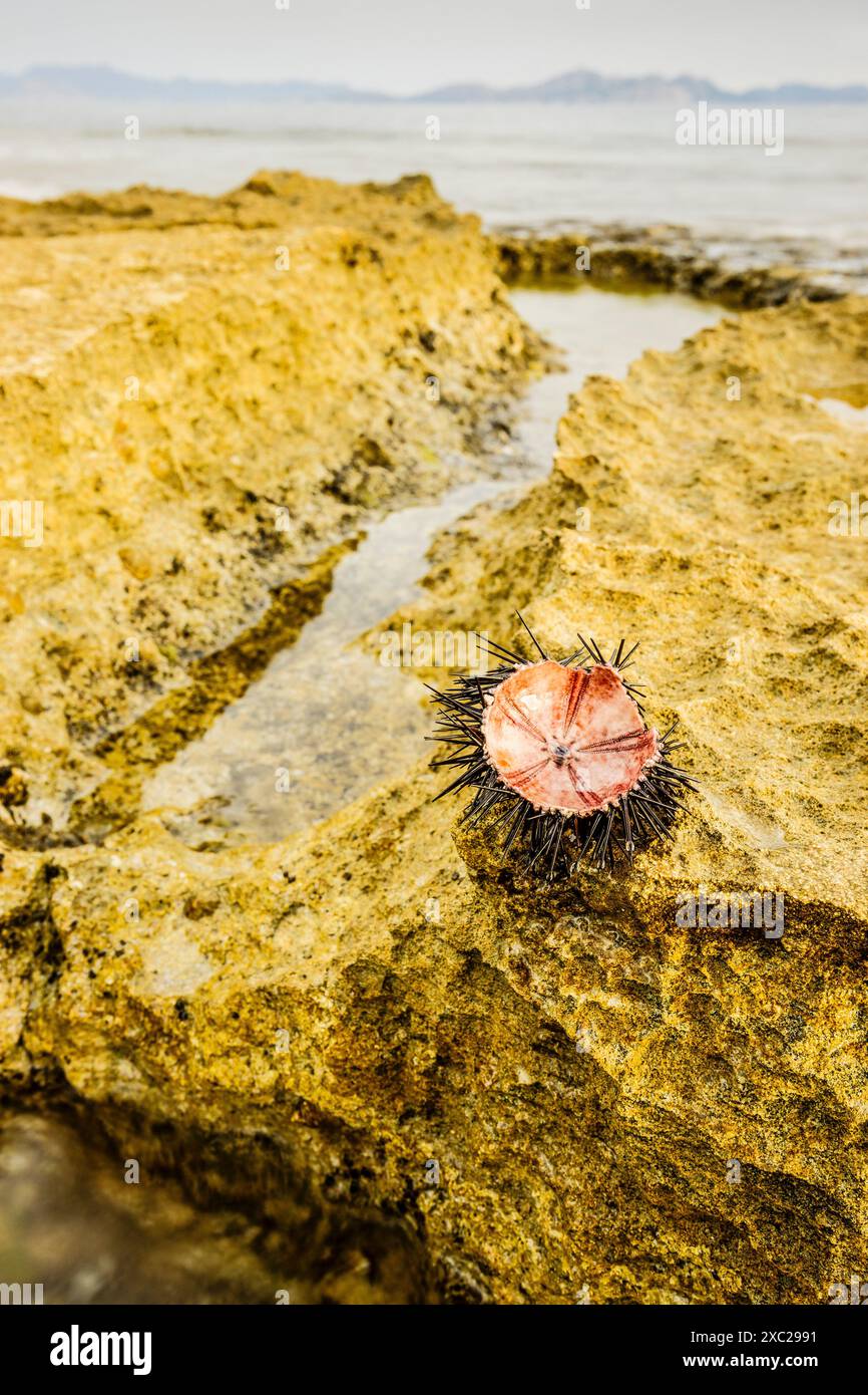 Oursin, CA Los camps. Colonie Sant Pere. Artà. Majorque. Îles Baléares. Espagne. Banque D'Images