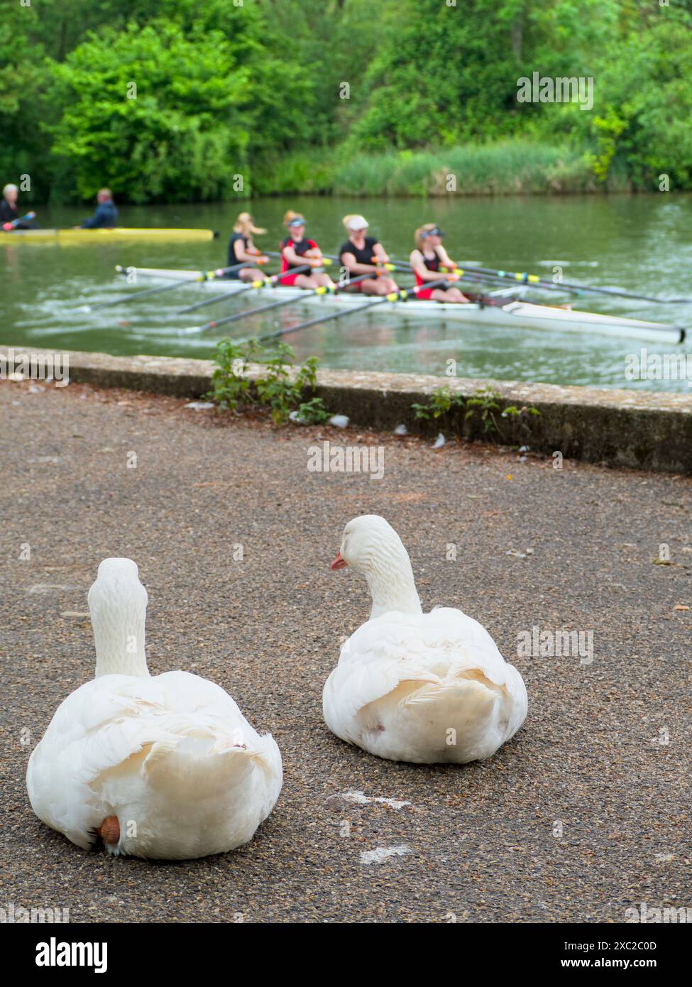 Oies blanches au repos- probablement domestique Emden Goose près de la Tamise à Iffley Lock, regardez des humains étranges, aviron. Ce qui est sûr, c'est qu'ils le sont Banque D'Images