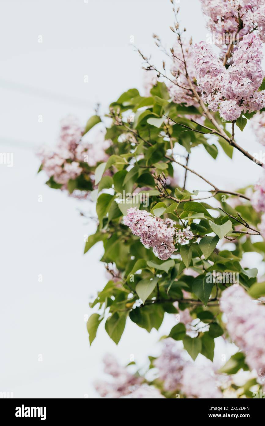 Gros plan des fleurs de lilas frais à l'extérieur par un matin de printemps ensoleillé Banque D'Images