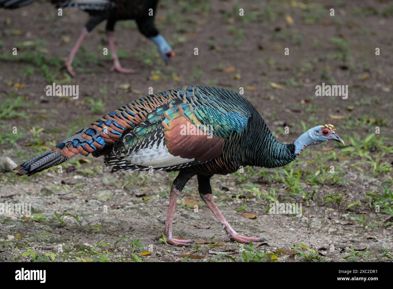 dinde ocellée de marche (Meleagris ocellata) Banque D'Images