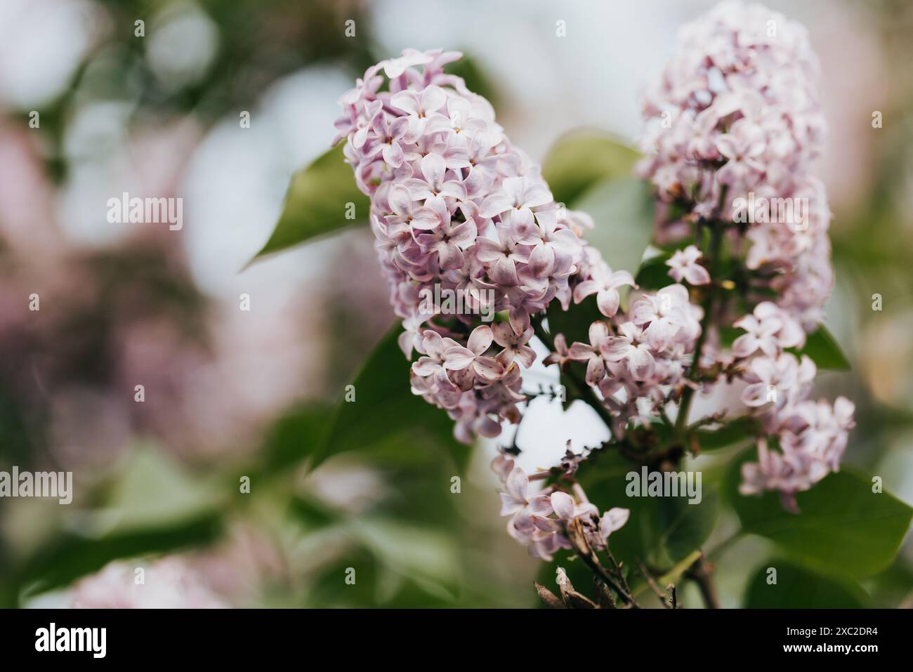 Gros plan des fleurs de lilas frais à l'extérieur par un matin de printemps ensoleillé Banque D'Images