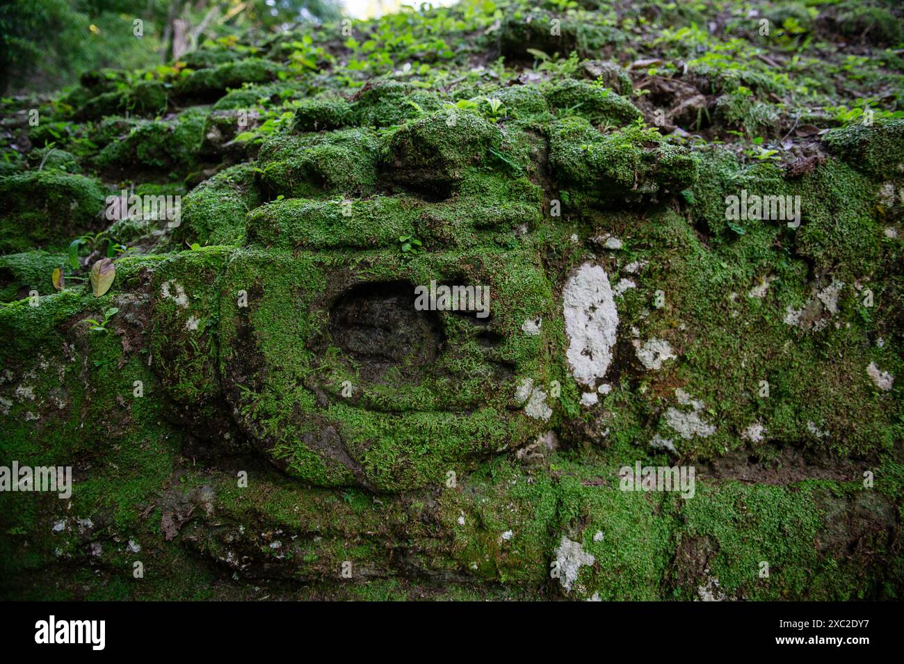 Empreinte animale sauvage sur les ruines de Tikal au Guatemala Banque D'Images
