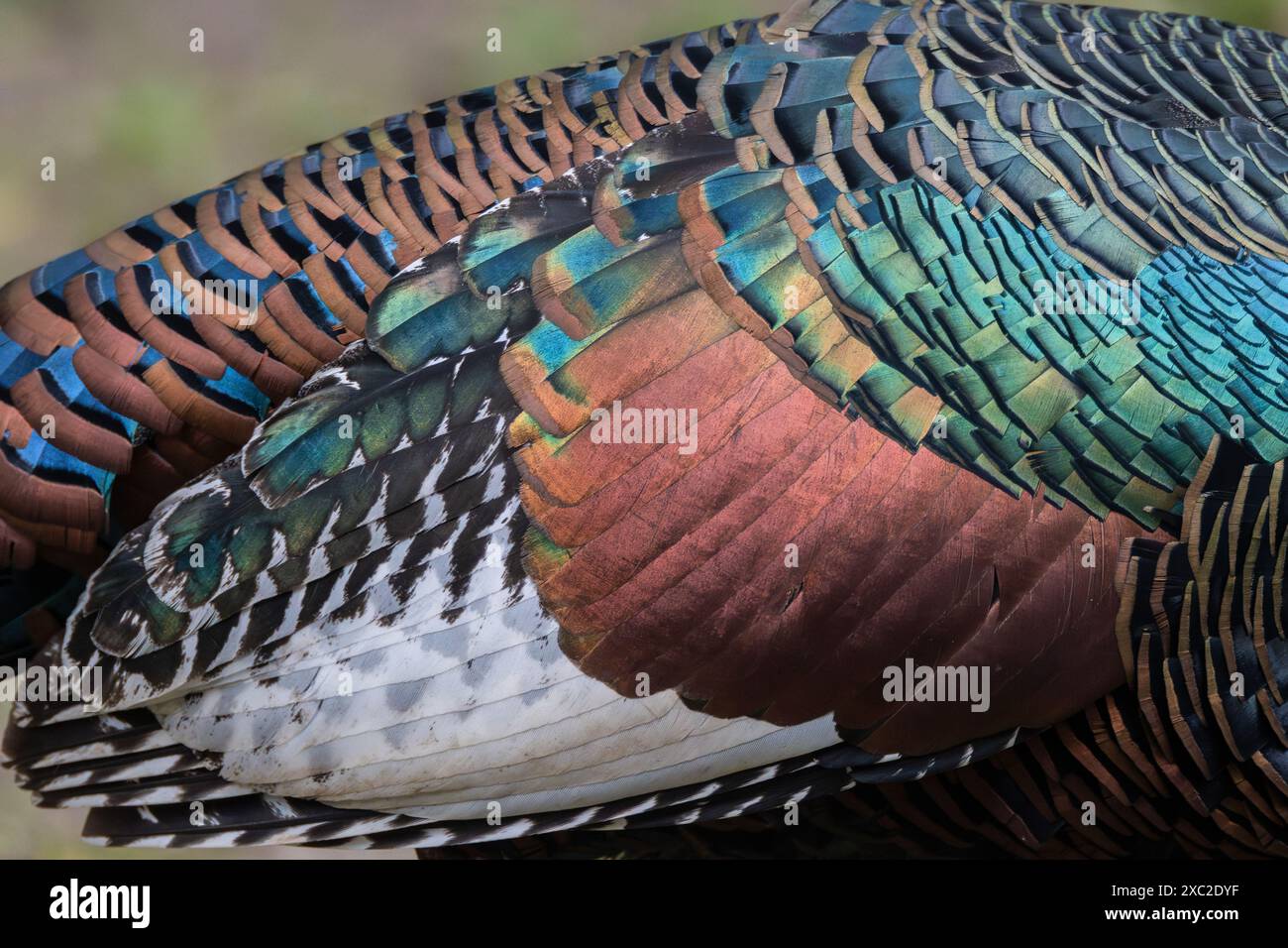 Détail des plumes de la dinde ocellée Meleagris ocellata Banque D'Images