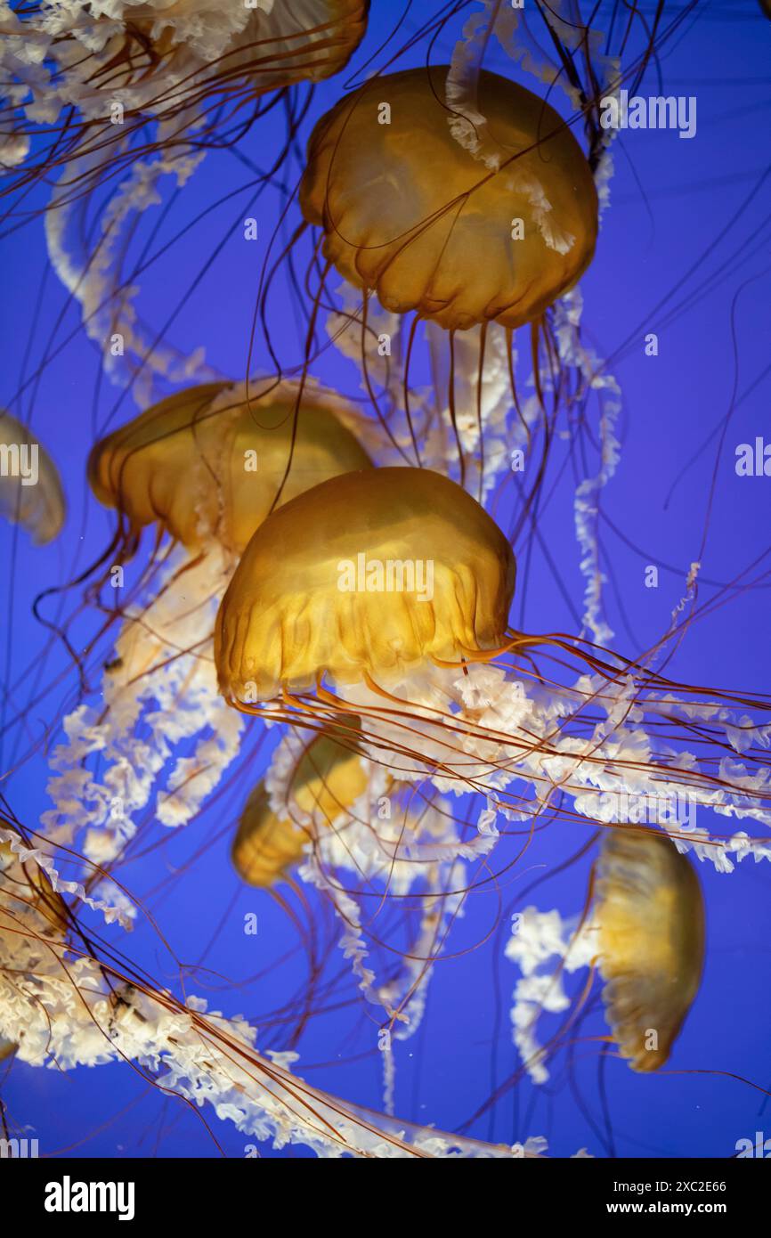 École de méduses dorées nageant gracieusement dans l'eau bleu profond. Banque D'Images