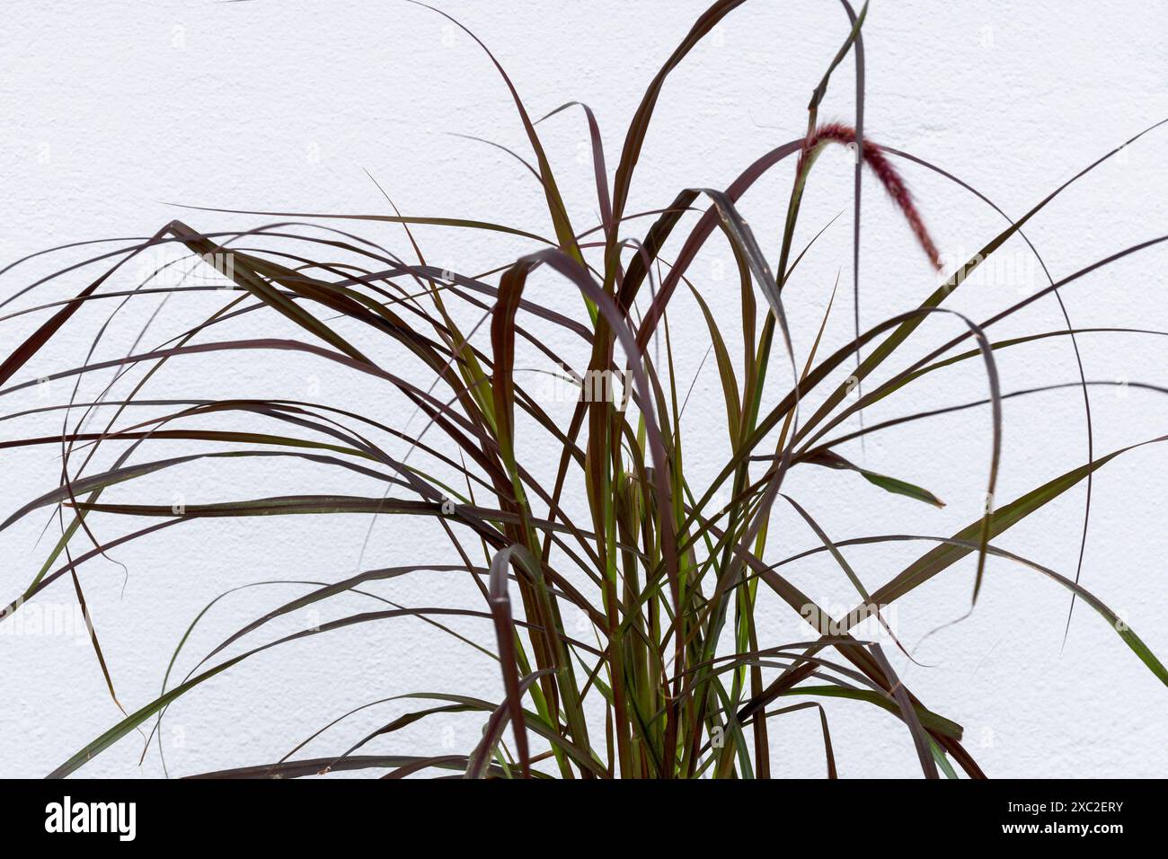 Un jeune Pennisetum advena rubrum Red Fountain Grass poussant contre un mur blanc dans un jardin à Newquay en Cornouailles au Royaume-Uni. Banque D'Images