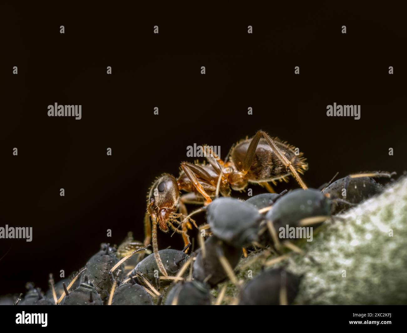 Gros plan de colonie de pucerons et de fourmi brune Banque D'Images