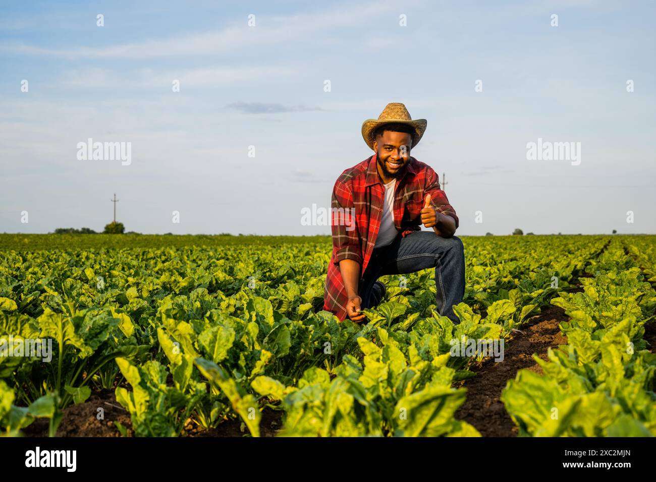 Le jeune agriculteur examine les récoltes dans son champ d'épinards en pleine croissance et montre le pouce vers le haut. Banque D'Images
