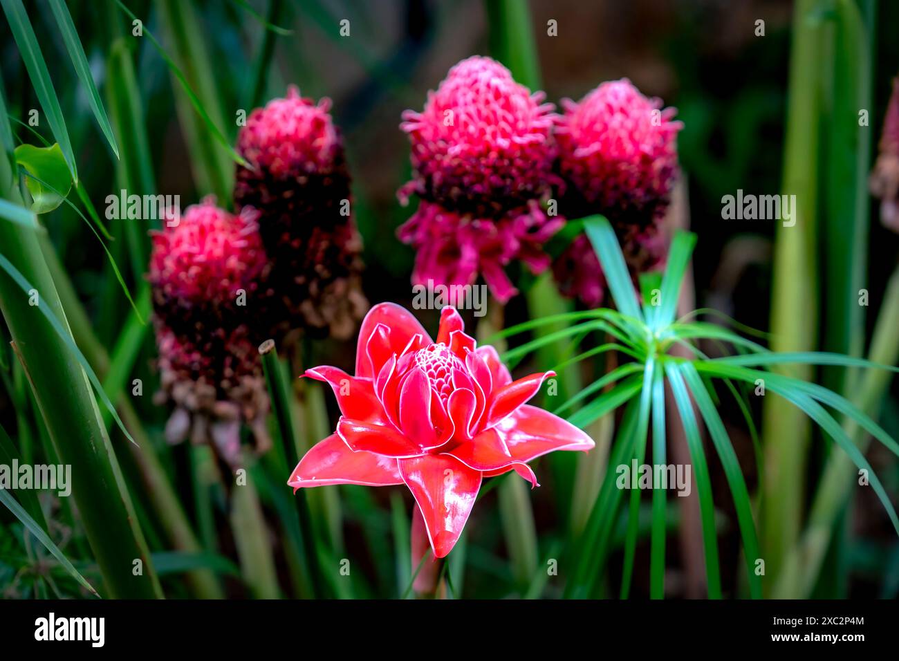 Belle fleur rouge etlingera elatior dans le jardin. Banque D'Images