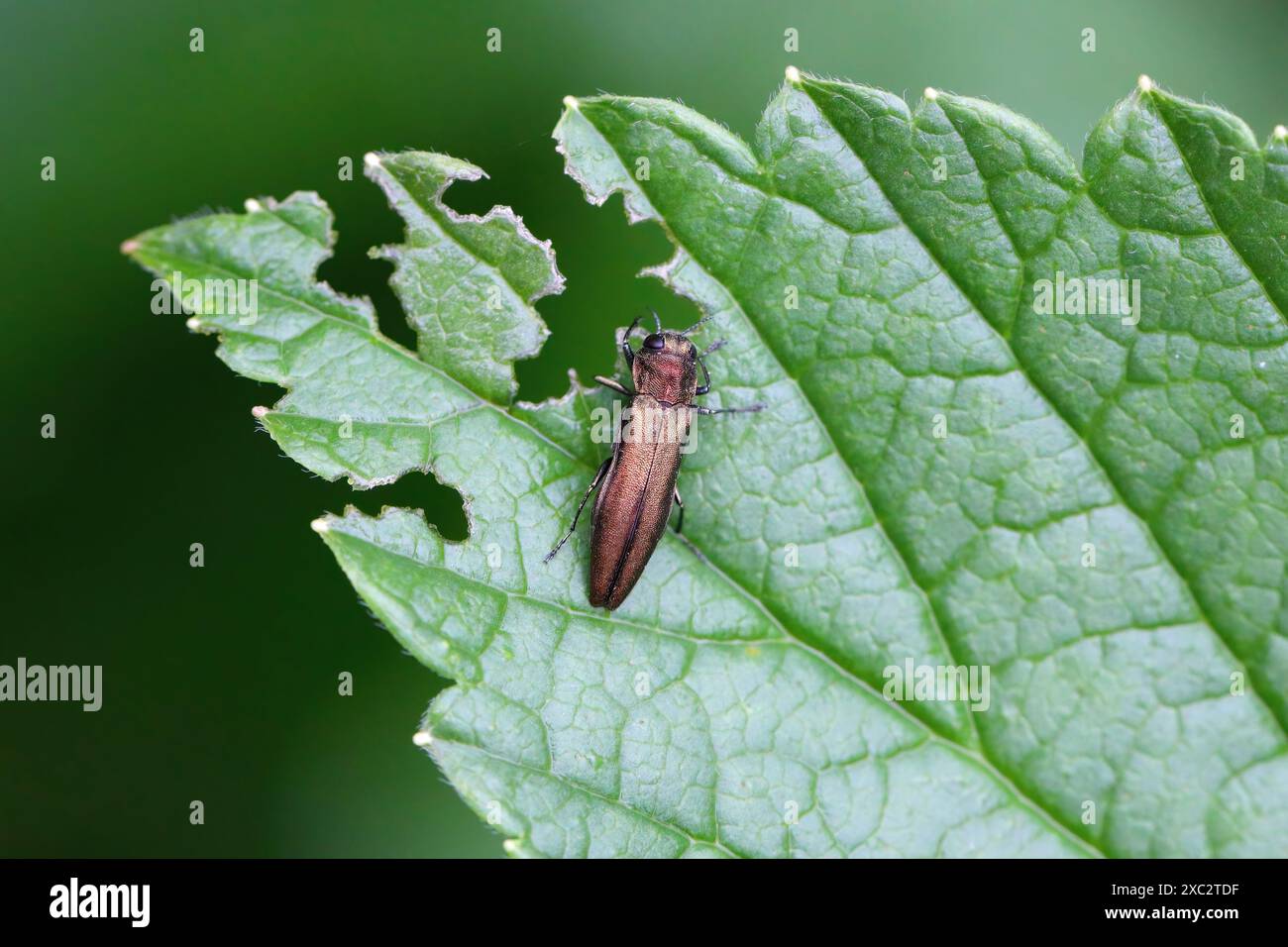 Coléoptère de la groseille (Agrilus ribesi) sur la feuille de cassis dont il se nourrissait. Banque D'Images