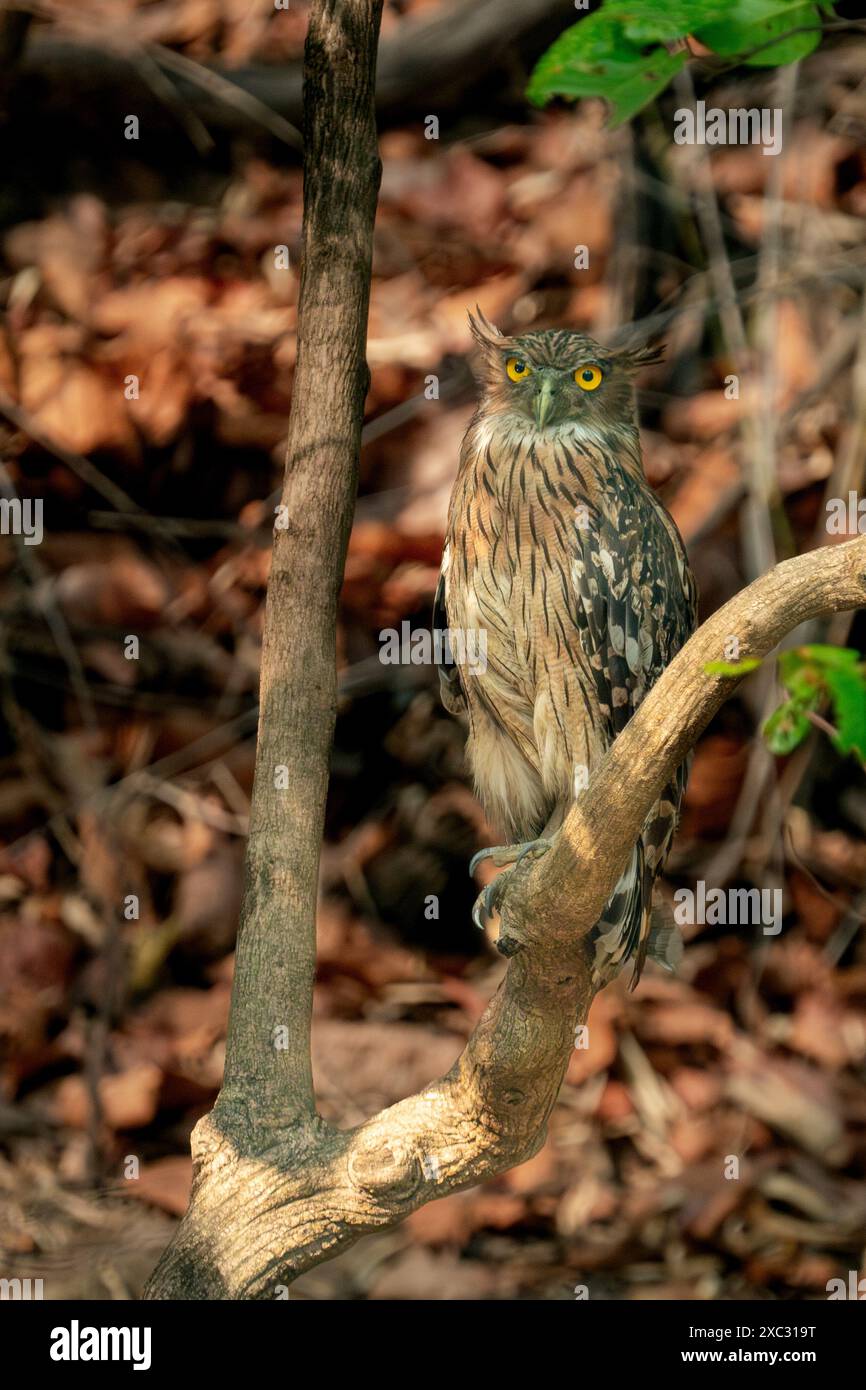 Chouette brune (Ketupa zeylonensis) perchée sur une branche d'arbre photographiée au Bandhavgarh, parc national, Madhya Pradesh, Inde en mai Banque D'Images