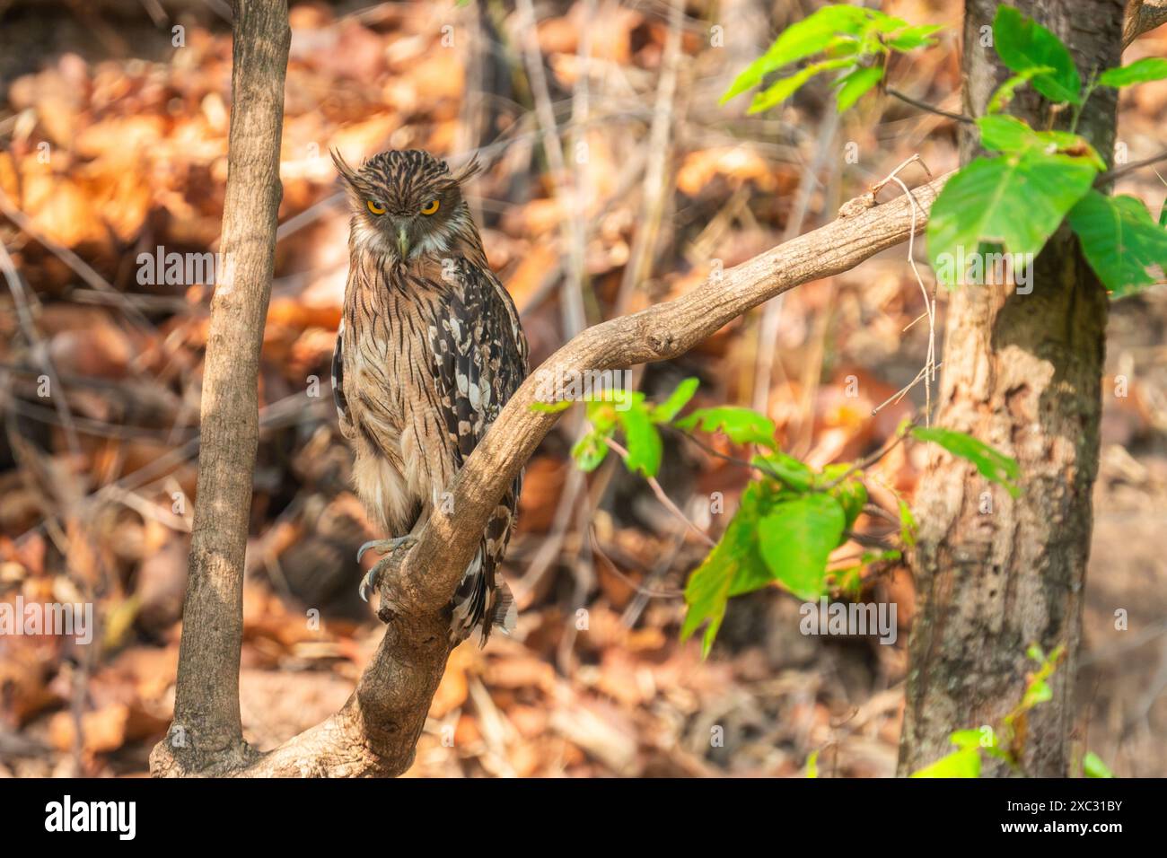 Chouette brune (Ketupa zeylonensis) perchée sur une branche d'arbre photographiée au Bandhavgarh, parc national, Madhya Pradesh, Inde en mai Banque D'Images