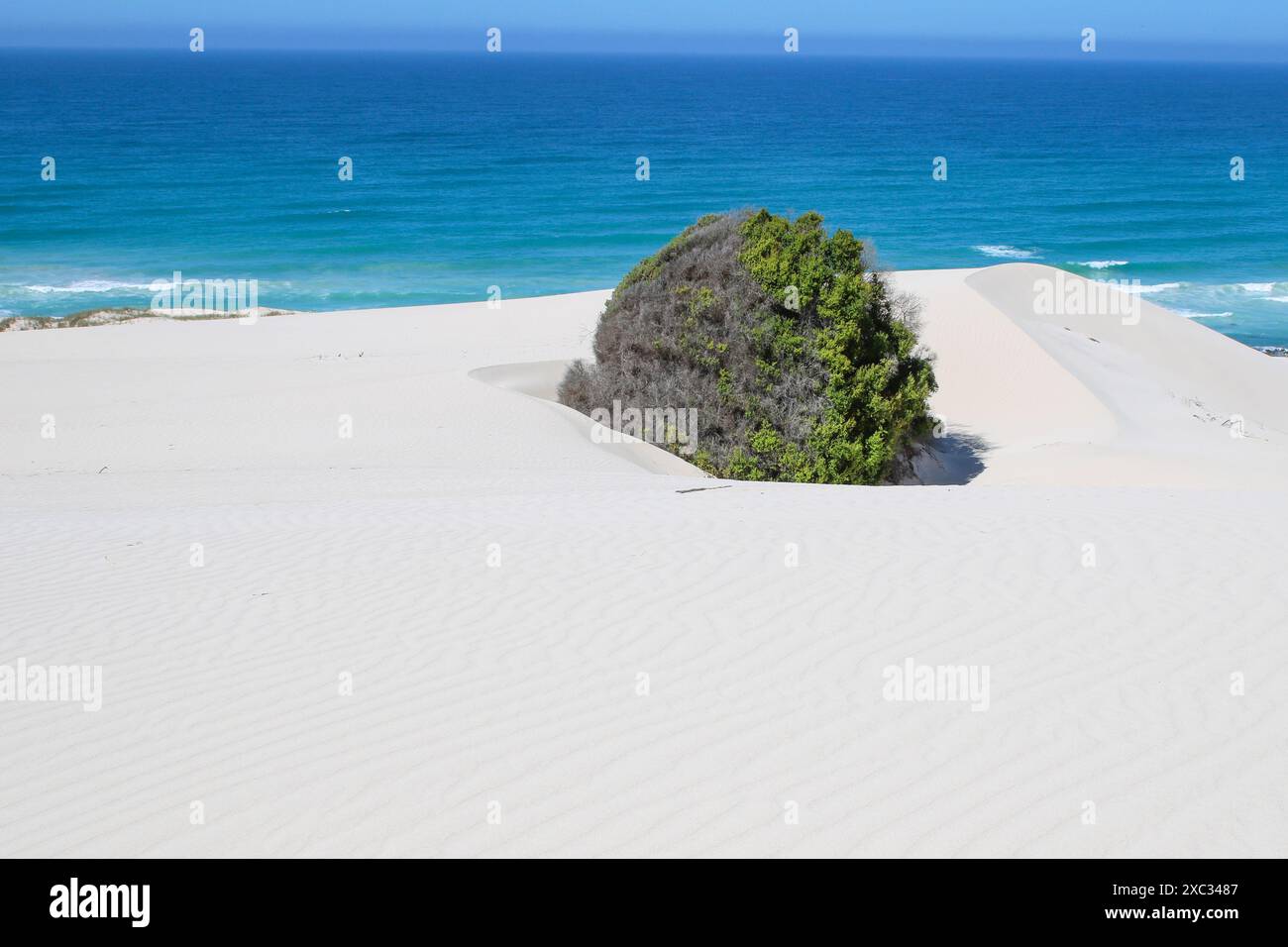 Célèbre réserve naturelle de Hoop dunes blanches, arbres poussant à la plage de sable blanc et eaux cristallines de l'océan Indien Banque D'Images