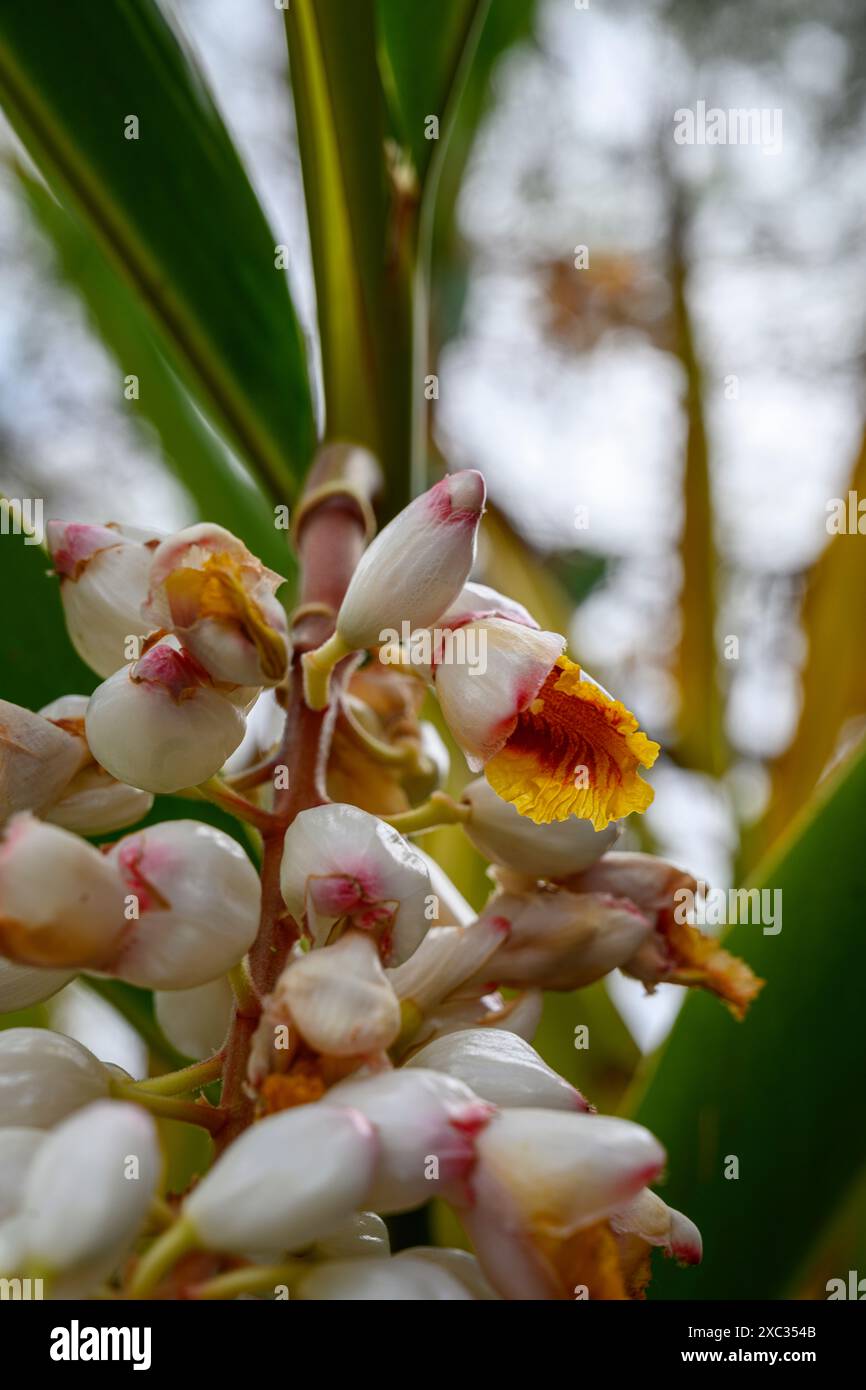 Ginger Shell (Alpinia zerumbet). Gros plan d'un raton laveur de fleurs pendantes poussant à tel Aviv, Israël Alpinia zerumbet, communément appelé gingembre en coquille, Banque D'Images