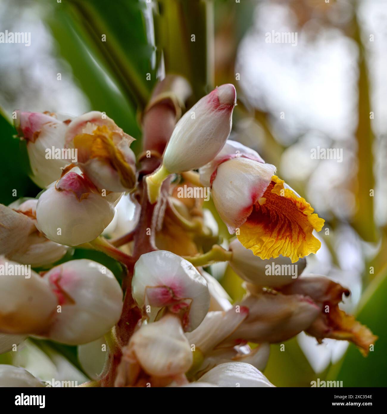 Ginger Shell (Alpinia zerumbet). Gros plan d'un raton laveur de fleurs pendantes poussant à tel Aviv, Israël Alpinia zerumbet, communément appelé gingembre en coquille, Banque D'Images