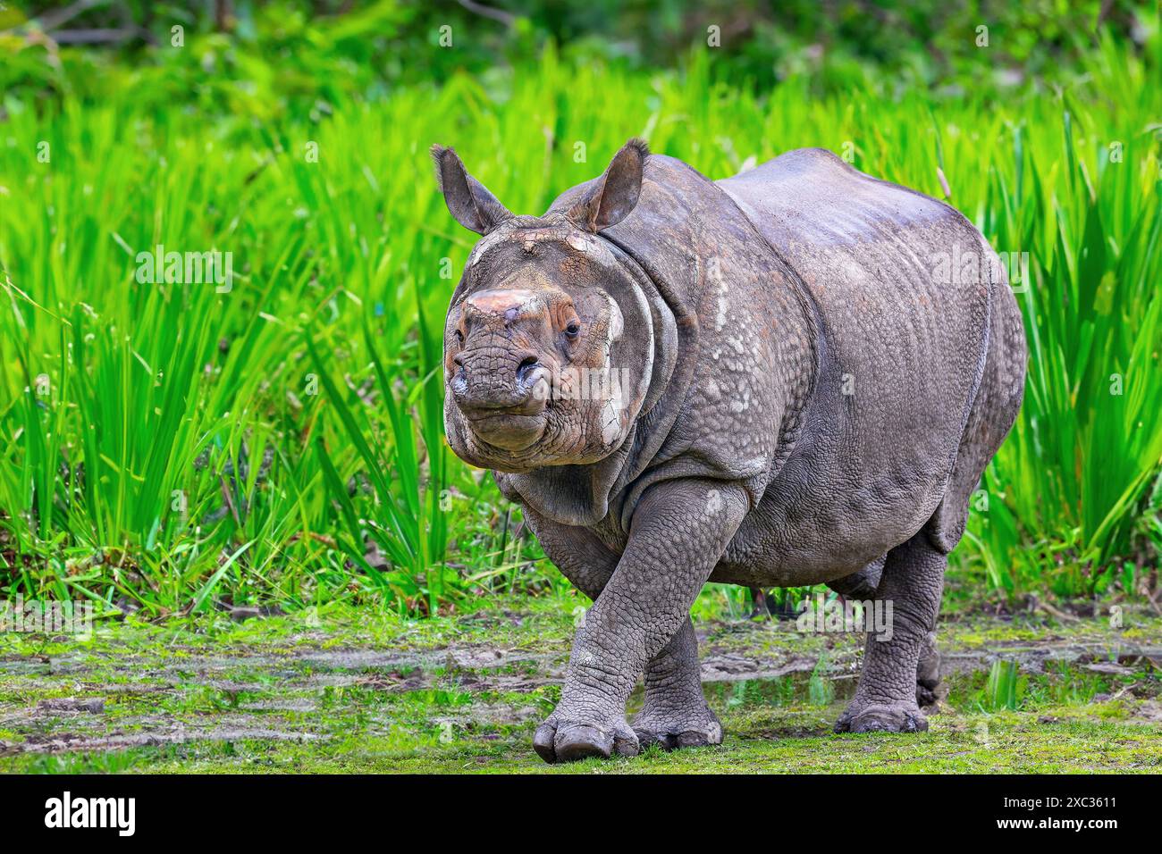 Gros plan d'un rhinocéros indien (Rhinoceros unicornis) Banque D'Images