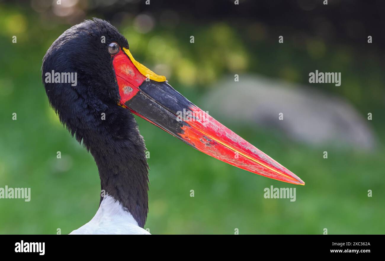 Vue rapprochée d'une cigogne mâle (Ephippiorhynchus senegalensis) Banque D'Images