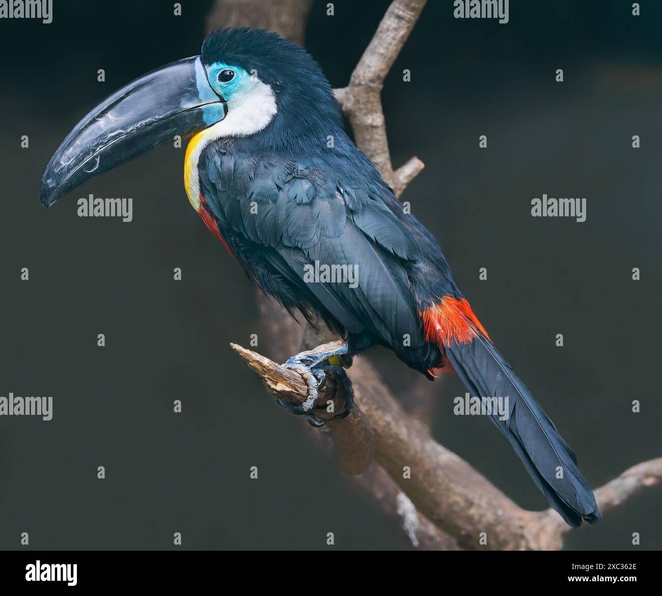 Vue rapprochée d'un toucan à bec de Manche (Ramphastos vitellinus) Banque D'Images