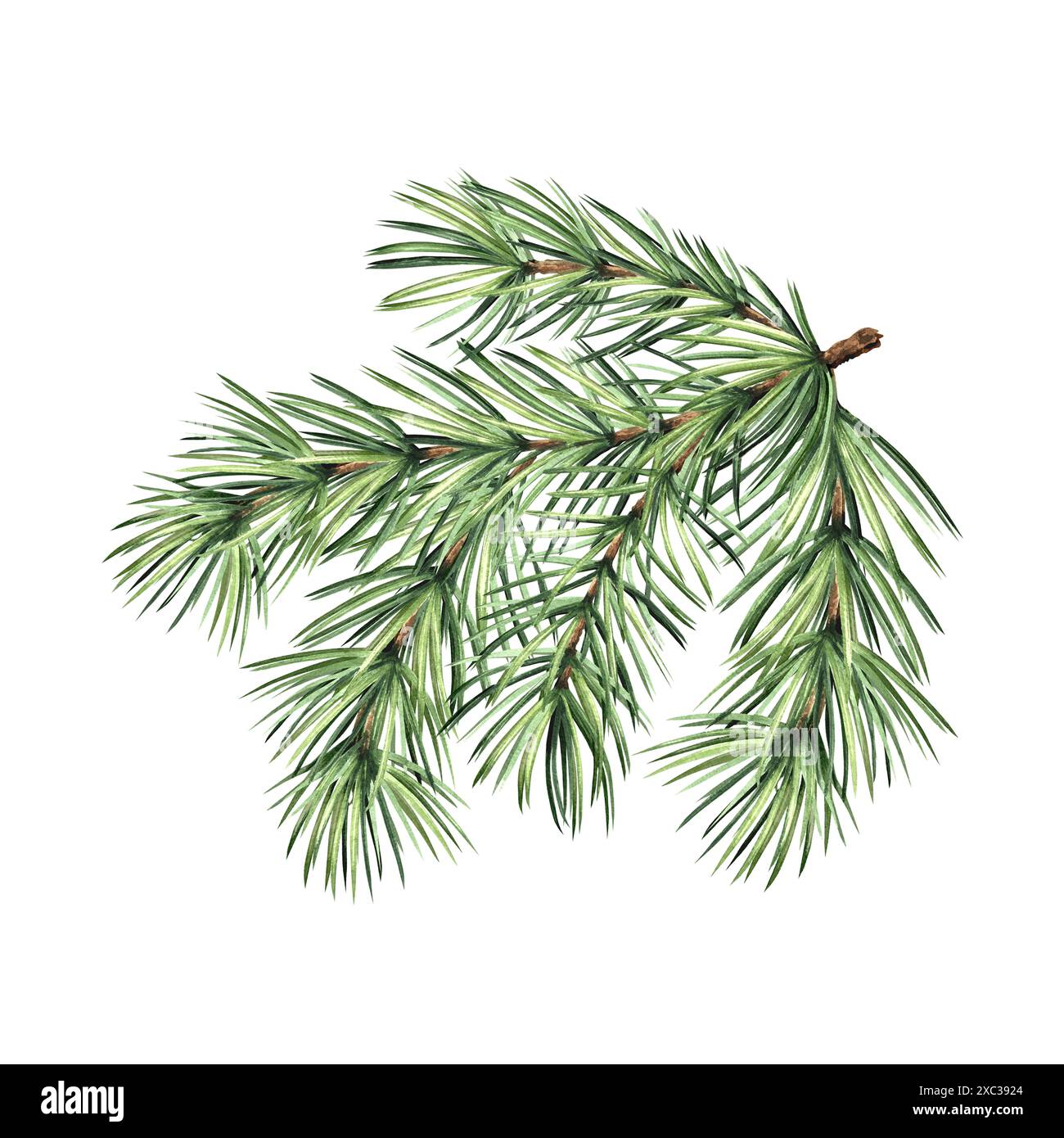 Brindille d'épicéa avec des aiguilles vertes. Branche de pin. Plantes traditionnelles de Noël en vintage. Illustration d'aquarelle dessinée à la main pour les vacances d'hiver Banque D'Images