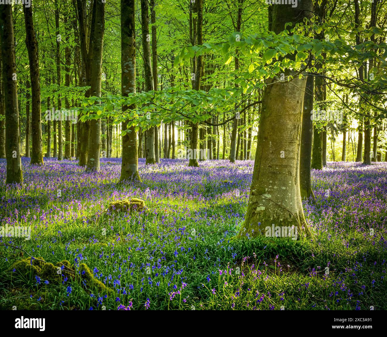 Bluebells Woodland Dorset Royaume-Uni Banque D'Images