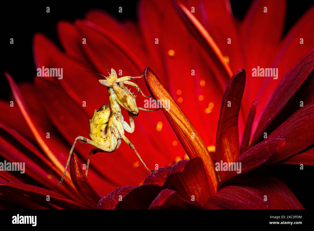 Une ratte de fleur asiatique priante Banque D'Images