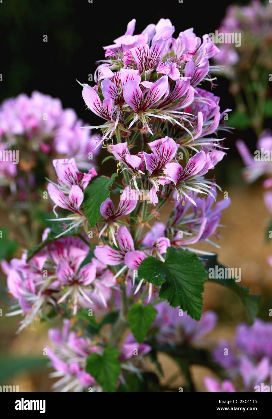 Géranium à feuilles de coeur ou pélargonium à feuilles de coeur, Pelargonium cordifolium 'Rubicinctum Cordifolium', Geraniaceae. Eastern Cape, Afrique du Sud. Banque D'Images