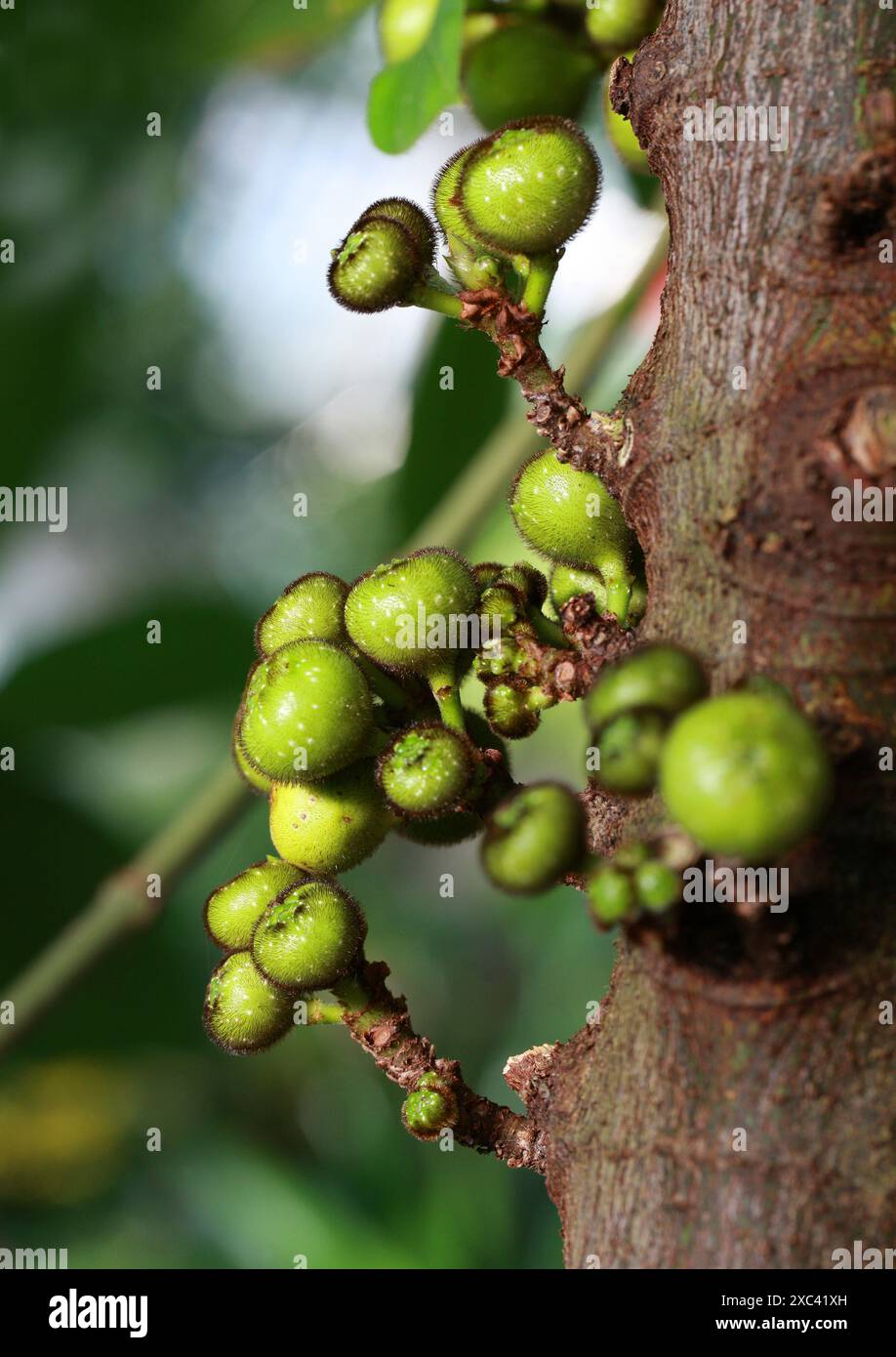 Figue à feuilles brutes ou figue à feuilles opposées, Ficus hispida, Moraceae. Asie tropicale. Ficus hispida est également connu sous le nom de figure de la feuille opposée. Banque D'Images