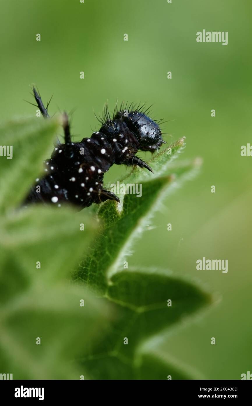 Macro, gros plan de la tête d'Une chenille papillons de paon, Aglais io, se nourrissant des feuilles d'Une ortie piquante, Urtica dioica, New Forest UK Banque D'Images