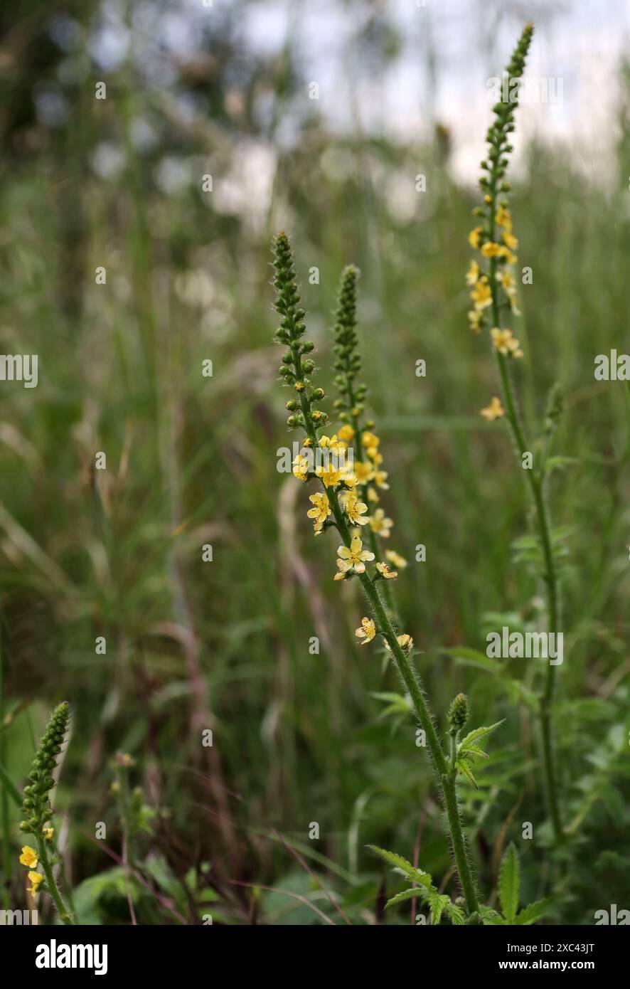 Agrimony, Agrimonia eupatoria, Rosacées. Dunstable Downs ; Bedfordshire. Banque D'Images